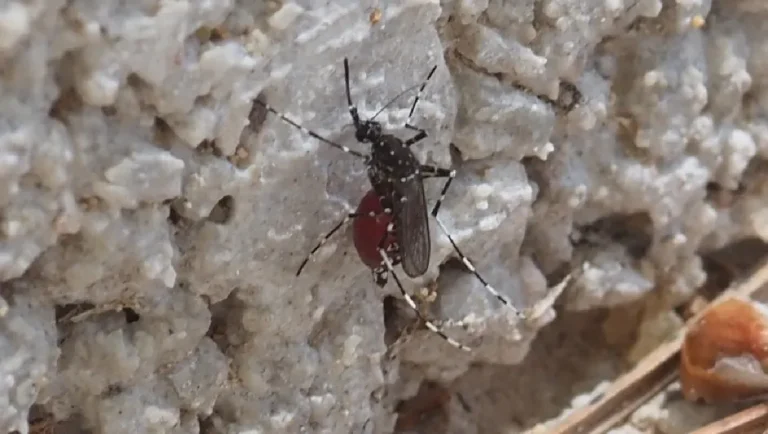 Científicos detectan nueva especie de mosquito en Yucatán