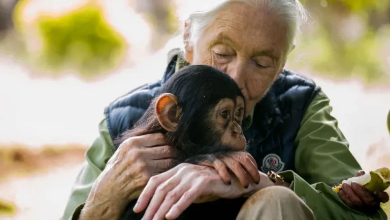 Jane Goodall, la primatóloga más importante del mundo que revolucionó la ciencia