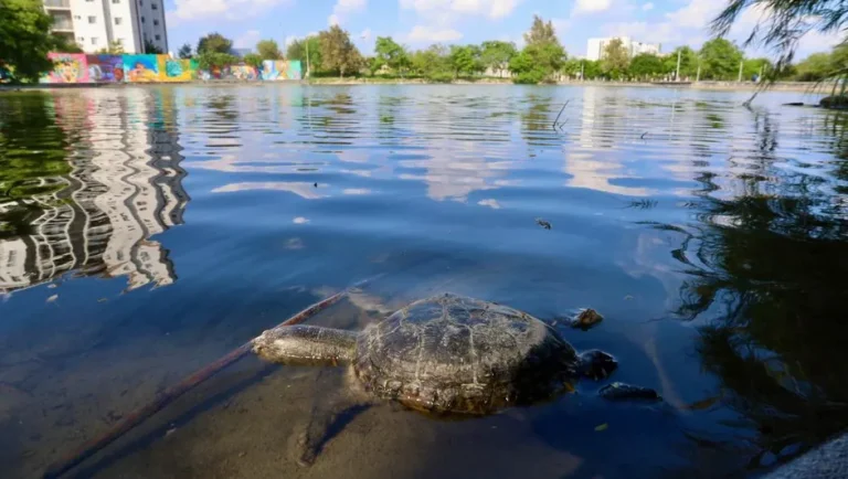 Reportan tortugas y peces muertos en Lago Céntrika en Monterrey