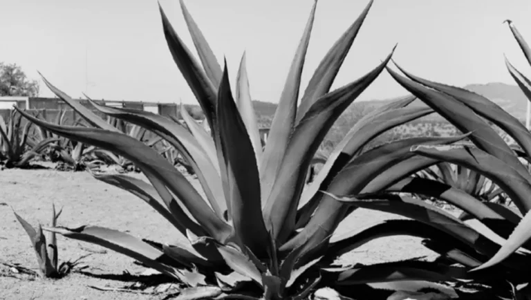 Se dice que el maguey es la tierra misma