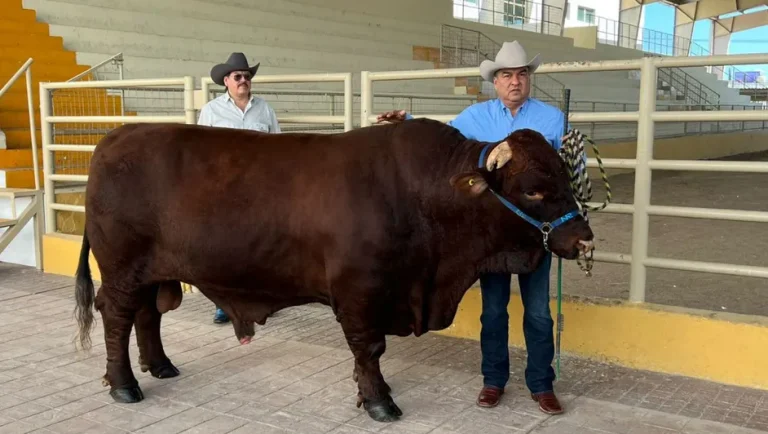 Refuerza Unión Ganadera campaña sanitaria contra gusano barrenador en NL