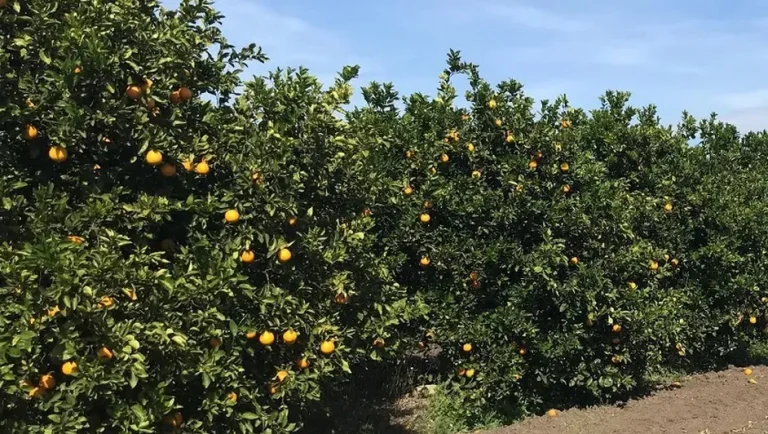 Fuertes lluvias afectan más del 68% del cultivo de naranja en México