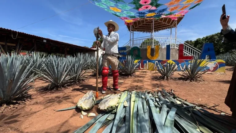 Jimadores, guardianes del agave: el oficio que sostiene a la industria del tequila