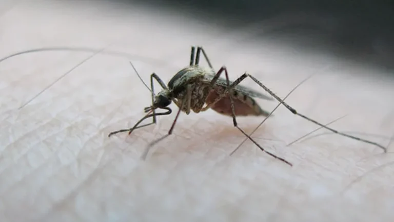 Fiebre Chikungunya en México: SSa advierte sobre riesgo de contagio