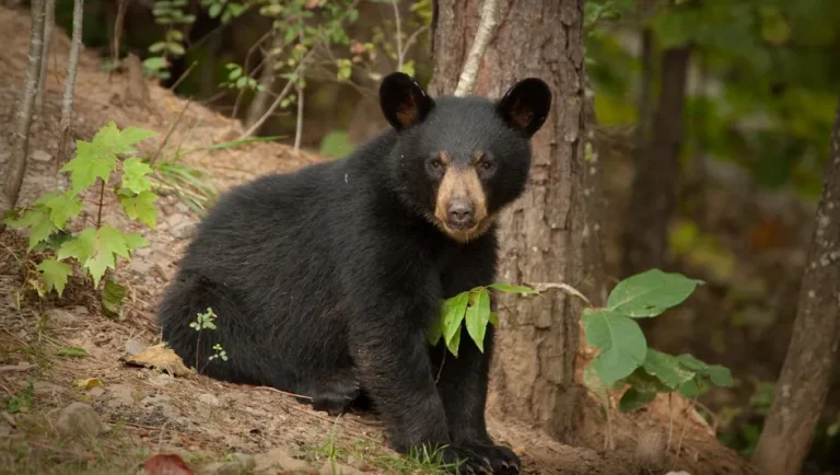 Nuevo León publica norma que regula residuos para proteger fauna silvestre