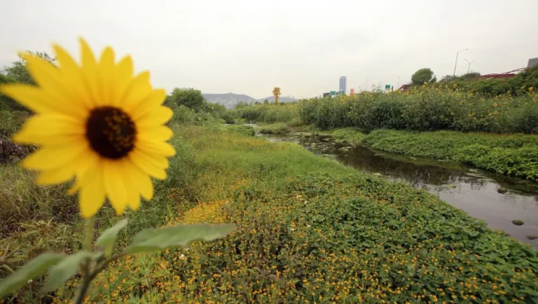 Río Santa Catarina: un corredor natural de flora y fauna entre el concreto urbano