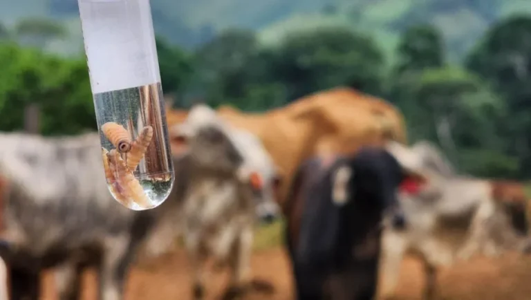 Nuevo León reporta 18 casos de gusano barrenador con primeros contagios en cerdos y cabras