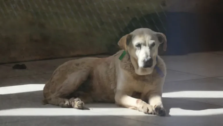 Monterrey registra sexto caso de gusano barrenador en canino