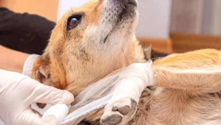 Municipio de San Pedro confirma caso de gusano barrenador en un canino