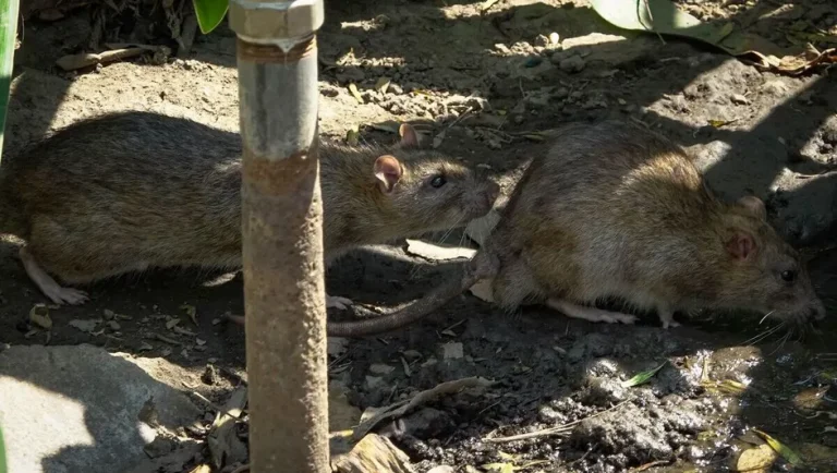 México activa vigilancia epidemiológica por brote de hantavirus en crucero