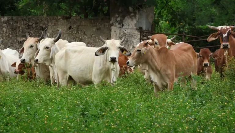 Senasica confirma 7 nuevos casos de gusano barrenador en Nuevo León