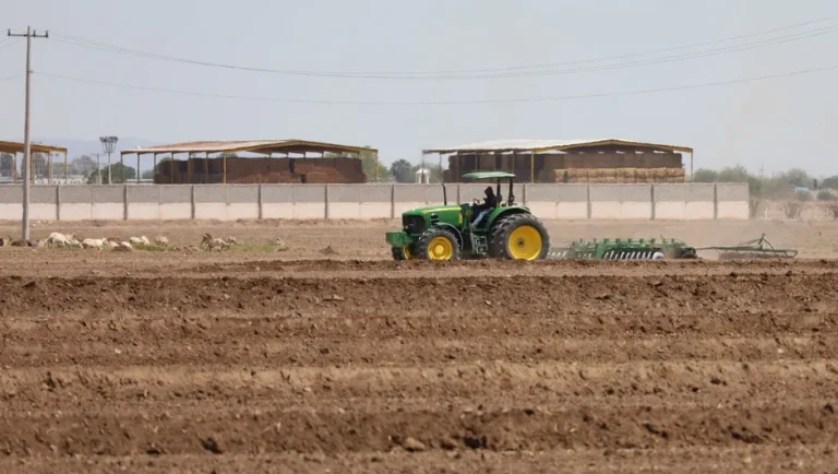 Sorgo y maíz, los cultivos más vulnerables ante la sequía en Tamaulipas