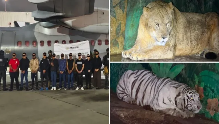 Detienen a 20 integrantes del CJNG tras operativo en 36 inmuebles de 3 estados