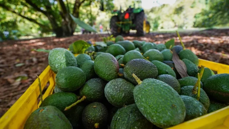 EU reanuda parcialmente inspección de aguacates en cuatro zonas de Michoacán