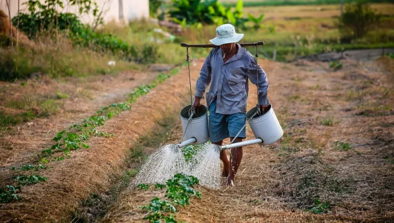 Bayer pone la mira en pequeños agricultores con tecnología e inteligencia artificial