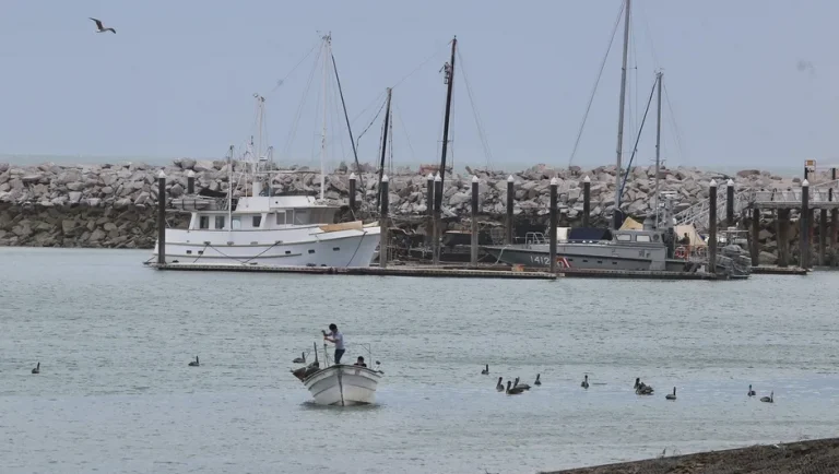 Semarnat reactiva la pesca en el hábitat de la vaquita marina por recomendación de la CITES